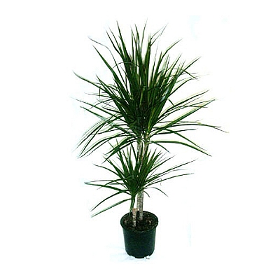 Saksda Tricolor iei (2`li)